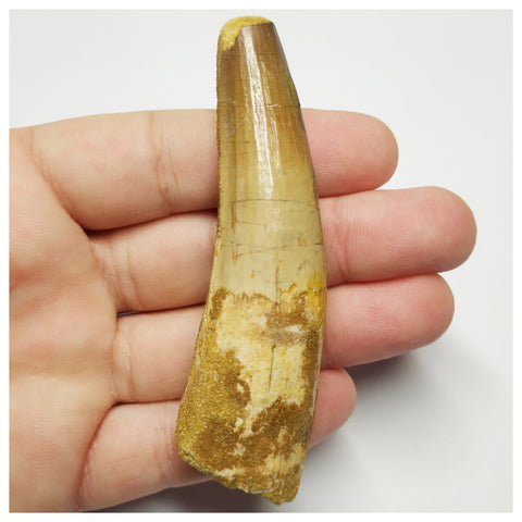 T148 - Nicely Preserved 3.42'' Spinosaurus Dinosaur Tooth Cretaceous KemKem Beds