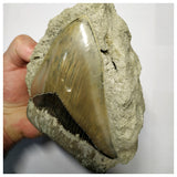 T114 - Finest Quality Serrated 5.19'' Megalodon Tooth in Matrix Indonesia Location