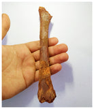 G80- Top Rare Potential Cretaceous Azhdarchid Pterosaur Ulna Bone KemKem