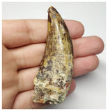 T6- Top Rare Eocarcharia dinops Dinosaur Tooth - Cretaceous Elrhaz Fm Tenere Desert