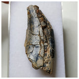 S59- Rare Afrovenator abakensis Megalosaurid Dinosaur Tooth Jurassic Tiouraren Fm
