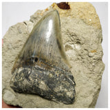 T116 - Finest Quality Serrated 3.46'' Megalodon Tooth in Matrix Indonesia Location