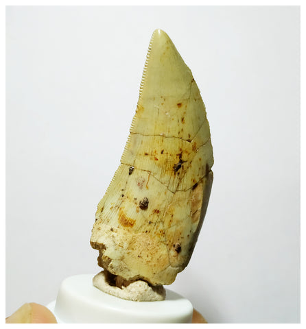 H2 - Rare Afrovenator abakensis Megalosaurid Dinosaur Tooth Jurassic Tiouraren Fm
