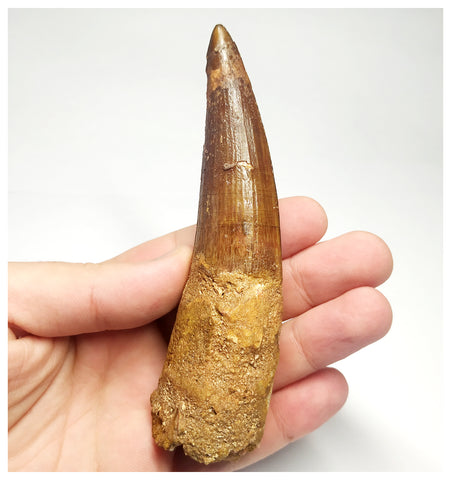 T95 - Huge 4.56 Inch Spinosaurus Dinosaur Tooth Upper Cretaceous KemKem Beds