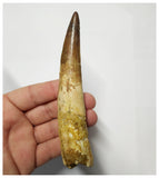 T138 - Impressive Huge 5 Inch Spinosaurus Dinosaur Tooth Cretaceous KemKem Beds