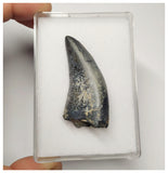 T2- Nicely Serrated Eocarcharia dinops Dinosaur Tooth - Cretaceous Elrhaz Fm Tenere Desert