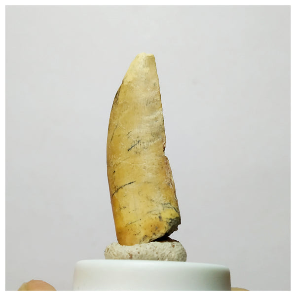 H16 - Kryptops palaios Abelisaurid Theropod Dinosaur Tooth Cretaceous ...