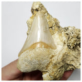 T126 - Finest Quality Serrated 2.55'' Megalodon Tooth in Matrix Indonesia Location