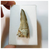 H41 - Awesome Suchomimus tenerensis Dinosaur Tooth Lower Cretaceous Elrhaz Fm