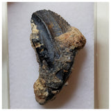 S34 - Ouranosaurus nigeriensis Basal Hadrosaur Dinosaur Rooted Tooth Cretaceous Elrhaz Fm