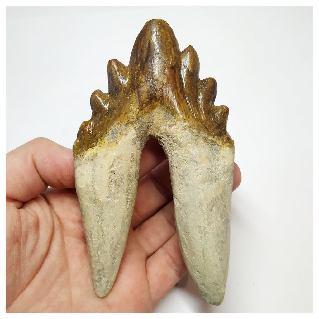 T57 - Rare Huge 4.64 Inch Basilosaurus (Whale Ancestor) Molar Rooted Tooth