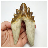 T57 - Rare Huge 4.64 Inch Basilosaurus (Whale Ancestor) Molar Rooted Tooth