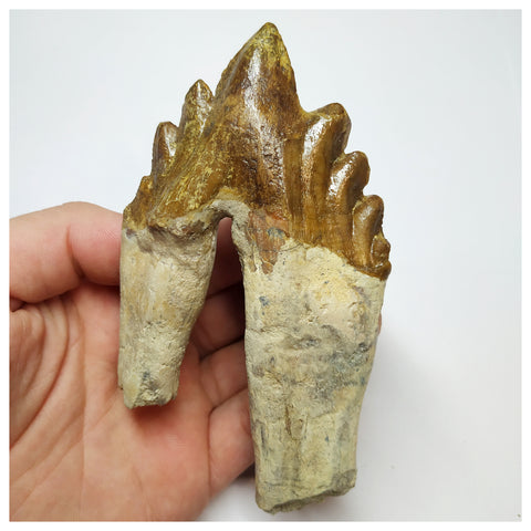 T58 - Rare Huge 4.44 Inch Basilosaurus (Whale Ancestor) Molar Rooted Tooth