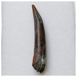 S57 - Top Rare Ornithocheirid Pterosaur Tooth - Lower Cretaceous - Elrhaz Fm