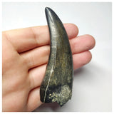 T1 - Museum Grade Eocarcharia dinops Dinosaur Tooth - Cretaceous Elrhaz Fm Tenere Desert