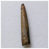 S56 - Top Rare Nigersaurus taqueti Sauropod Dinosaur Tooth Cretaceous Elrhaz Fm