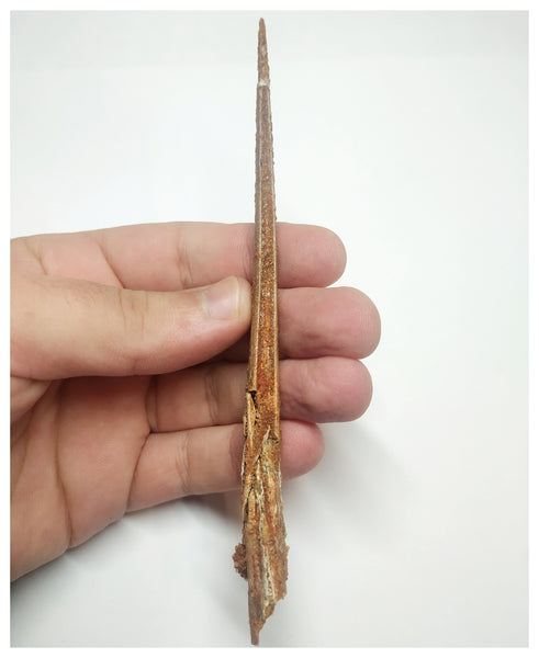 T71 - Exceedingly Rare 5.70 Inch Alanqa saharica Cretaceous Azhdarchid ...