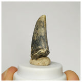 S39 - Rare Afrovenator abakensis Megalosaurid Dinosaur Tooth Jurassic Tiouraren Fm