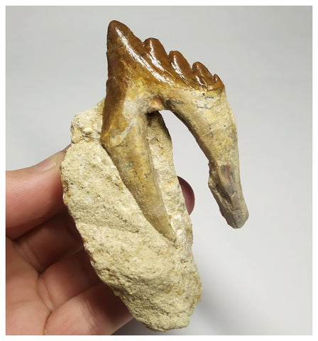 T107 - Nice 2.63 Inch Basilosaurus (Whale Ancestor) Molar Rooted Tooth in Matrix