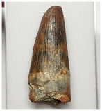 T277 - Beautiful 2.20'' Red Spinosaurus Dinosaur Tooth Cretaceous KemKem Beds