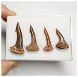 T181 - Set of 4 Nicely Preserved Onchopristis numidus Rostral Teeth Upper Cretaceous KemKem