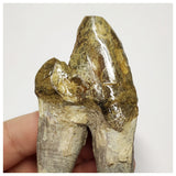 T141 - Rare Huge 3.93 Inch Basilosaurus (Whale Ancestor) Molar Rooted Tooth