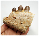 J59 - Top Rare Hamadasuchus Cretaceous Crocodile Partial Maxillary KemKem Beds