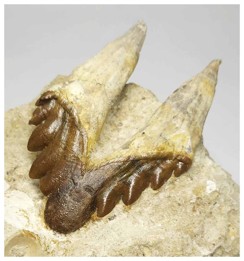 T108 - Nice 3.34 Inch Basilosaurus (Whale Ancestor) Molar Rooted Tooth in Matrix