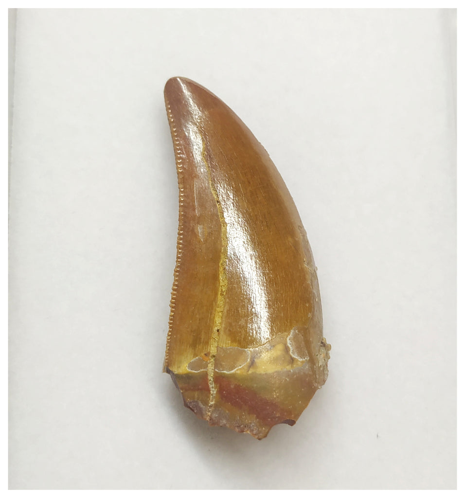 T66 - Gem Grade Orange Carcharodontosaurus Dinosaur Tooth - Cretaceous KemKem