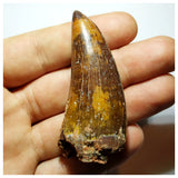 G95 - Gem Grade Carcharodontosaurus Dinosaur Premaxillary Tooth - Cretaceous KemKem