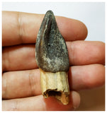 H19 - Rooted 1.96'' Jobaria Sauropod Dinosaur Tooth Jurassic Tiouraren Fm