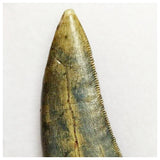 S19 - Rare Afrovenator abakensis Megalosaurid Dinosaur Tooth Jurassic Tiouraren Fm