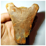 G86- Museum Grade Cretaceous Azhdarchid Pterosaur Partial Cervical Vertebra Bone