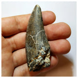 H15 - Eocarcharia dinops Dinosaur Tooth - Cretaceous Elrhaz Fm Tenere Desert