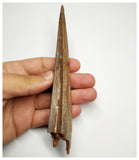 J58 - Museum Grade 5.94'' Cretaceous Azhdarchid Pterosaur Dentary Bone KemKem