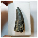 H37 - Awesome Suchomimus tenerensis Dinosaur Tooth Lower Cretaceous Elrhaz Fm