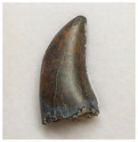 T3- Nicely Serrated Eocarcharia dinops Dinosaur Tooth - Cretaceous Elrhaz Fm Tenere Desert