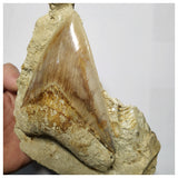 T117 - Finest Quality Serrated 4.44'' Megalodon Tooth in Matrix Indonesia Location