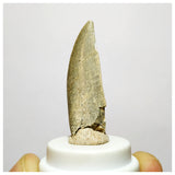 H1 - Kryptops palaios Abelisaurid Theropod Dinosaur Tooth Cretaceous Elrhaz Fm