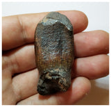 H21 - Nicely Preserved Jobaria Sauropod Dinosaur Tooth Jurassic Tiouraren Fm