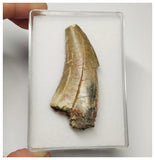 T7 - Top Rare Eocarcharia dinops Dinosaur Tooth - Cretaceous Elrhaz Fm