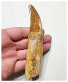 G50 - Top Huge Rooted 12cm Carcharodontosaurus saharicus Dinosaur Tooth KemKem Beds