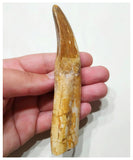 G50 - Top Huge Rooted 12cm Carcharodontosaurus saharicus Dinosaur Tooth KemKem Beds