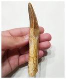 G50 - Top Huge Rooted 12cm Carcharodontosaurus saharicus Dinosaur Tooth KemKem Beds