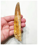G50 - Top Huge Rooted 12cm Carcharodontosaurus saharicus Dinosaur Tooth KemKem Beds