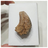 F2 - Unidentified Theropod Dinosaur Hand Claw Cretaceous Elrhaz Fm Tenere Desert