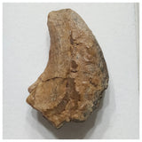 F2 - Unidentified Theropod Dinosaur Hand Claw Cretaceous Elrhaz Fm Tenere Desert