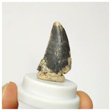 S21 - Rare Afrovenator abakensis Megalosaurid Dinosaur Tooth Jurassic Tiouraren Fm