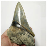 T124 - Finest Quality Serrated 4.80'' Megalodon Tooth in Matrix Indonesia Location