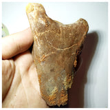 G86- Museum Grade Cretaceous Azhdarchid Pterosaur Partial Cervical Vertebra Bone